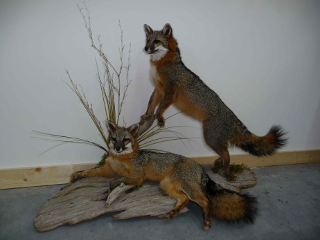 grey-fox-pair.jpg