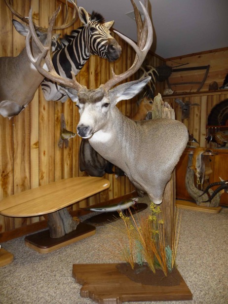 mule-deer-pedestal.jpg